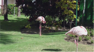 Im Hotel Be Live in Punta Cana wird man zuerst von den herzlichen Leuten an der Rezeption und dann von frei lebenden Pinguinen und Reihern begrt.