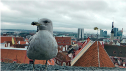 Ein Blick vom Domberg (Toompea) in Tallinn auf die Stadt, hinber zum Hafen.