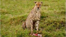 Unser Guide hatte ein sehr feines Gehr. Etwa 200 m vor diesem Gepard hat er uns schon gesagt, dass hier ein Gepard in der Nhe ist. Er hrte das Zerbeissen der Knochen und folgte diesem Gerusch.