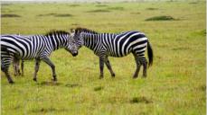 In den Weiten der Massai Mara.  Zewbras sind in einer hohen Zahl vorhanden.
