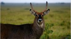 Die Wasserbcke sind sehr schne, aber unheimlich scheue Tiere. Allein das Klicken der Kamera lie diesen Bock aufschrecken.