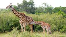 Auch bei den Giraffen gab es Nachwuchs. Der Vater versteckt sich noch in den Bumen.