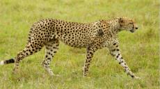 Ein stolzer Gepard kreuzte unseren Weg. Er lie sich von uns nicht stren sondern lief zielstrebig zu einem Termitenhgel, damit er die Gegend besser berlicken konnte. 