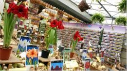 Holland ist bekannt fr Blumen. In Amsterdam gibt es einen ganzen Straenzug, in dem ausschlielich Blumen und Gartenzubehr angebogen werden. Anni war in ihrem Element. 