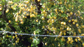 Zu Fu durchqueren wir das Valle Ricotte Richtung Abaran. Pflaumen, Feigen, Orangen und Zitronen warten darauf, geerntet zu werden.