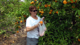 Der erste selbsgepflgte Orange in Spanien wurde mit Genuss verzehrt. Der Geschmack der baumgereiften Frchte ist einfach fantastisch