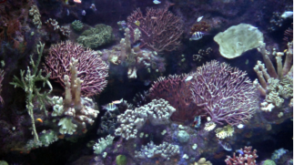 Das Aquarium in Antalya beherbergt eine riesige Menge an Meeresbewohnern. Ausserdem hat es den lngsten Unterwassertunnel der Welt. 