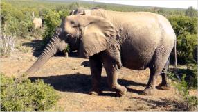 Nrdlich der Stadt Port Elizabeth liegt der Addo Elephant National Park. Hier kommen die Elefanten bis unmittelbar vor das Auto.