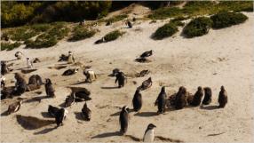 Vor vielen vielen Jahren mu es den Pinguinen gelungen sein, von der Antarktis hierher zu kommen. Eine Kolonie von diesen lustigen Vgeln kann man hier beobachten. 