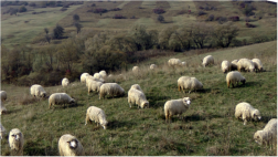 Mitten in Siebenbrgen leben die Bauern von Rinder- und Schafzucht.  Und auf den riesigen Hopfen-Feldern weiden auch Pferde. 