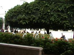 Am Place de Gouvernement, neben den Regierungsgebuden sind die Bume mit einem grnen Netz umspannt damit keine Bltter auf den Platz fallen. Straenkehrer sind stndig unterwegs um jede Verunreinigung sofort wieder zu entfernen.